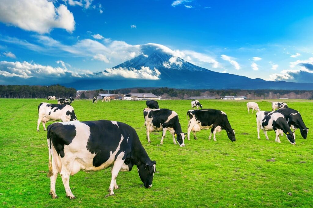 Cows eating lush grass on the green field in front of Fuji mountain